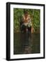 Tiger Casting Reflection in Pond Water as it Stalks from Bamboo Thicket (Captive)-Lynn M^ Stone-Framed Photographic Print