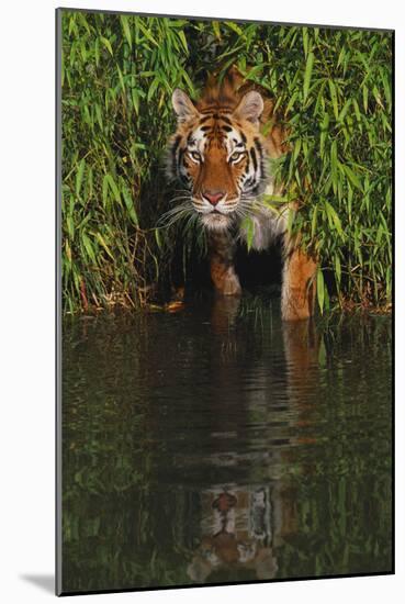 Tiger Casting Reflection in Pond Water as it Stalks from Bamboo Thicket (Captive)-Lynn M^ Stone-Mounted Photographic Print