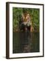 Tiger Casting Reflection in Pond Water as it Stalks from Bamboo Thicket (Captive)-Lynn M^ Stone-Framed Photographic Print