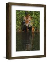 Tiger Casting Reflection in Pond Water as it Stalks from Bamboo Thicket (Captive)-Lynn M^ Stone-Framed Photographic Print