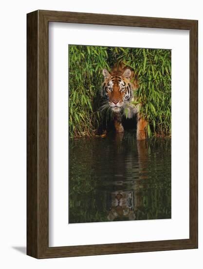 Tiger Casting Reflection in Pond Water as it Stalks from Bamboo Thicket (Captive)-Lynn M^ Stone-Framed Photographic Print