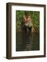 Tiger Casting Reflection in Pond Water as it Stalks from Bamboo Thicket (Captive)-Lynn M^ Stone-Framed Photographic Print