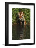 Tiger Casting Reflection in Pond Water as it Stalks from Bamboo Thicket (Captive)-Lynn M^ Stone-Framed Photographic Print