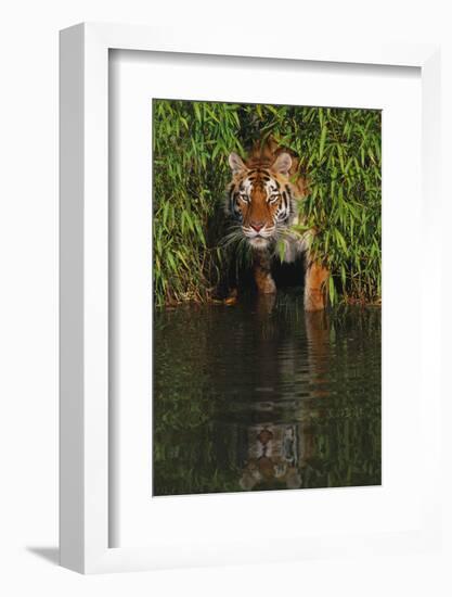 Tiger Casting Reflection in Pond Water as it Stalks from Bamboo Thicket (Captive)-Lynn M^ Stone-Framed Photographic Print