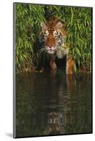 Tiger Casting Reflection in Pond Water as it Stalks from Bamboo Thicket (Captive)-Lynn M^ Stone-Mounted Photographic Print