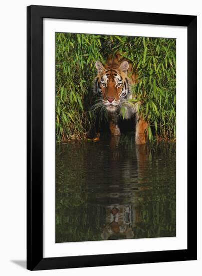 Tiger Casting Reflection in Pond Water as it Stalks from Bamboo Thicket (Captive)-Lynn M^ Stone-Framed Photographic Print