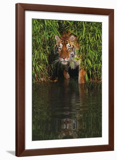 Tiger Casting Reflection in Pond Water as it Stalks from Bamboo Thicket (Captive)-Lynn M^ Stone-Framed Photographic Print