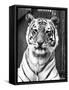 Tiger Close-Up-null-Framed Stretched Canvas