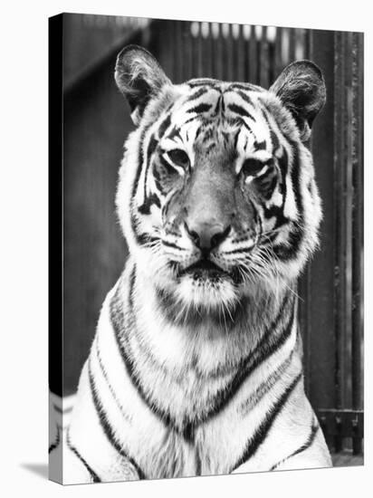 Tiger Close-Up-null-Stretched Canvas