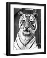 Tiger Close-Up-null-Framed Photographic Print