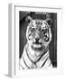 Tiger Close-Up-null-Framed Photographic Print