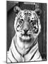 Tiger Close-Up-null-Mounted Photographic Print