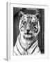 Tiger Close-Up-null-Framed Photographic Print