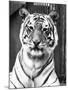 Tiger Close-Up-null-Mounted Photographic Print
