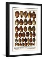 Tiger Cowries, Map Cowries, Atlantic Deer Cowries, Egg Cowries, Mole Cowries, Humback Cowries, etc.-Albertus Seba-Framed Art Print