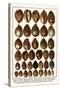 Tiger Cowries, Map Cowries, Atlantic Deer Cowries, Egg Cowries, Mole Cowries, Humback Cowries, etc.-Albertus Seba-Stretched Canvas