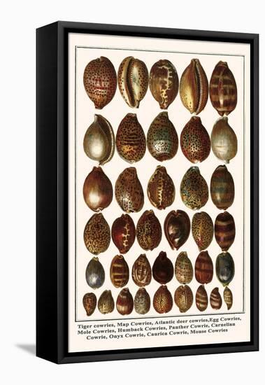 Tiger Cowries, Map Cowries, Atlantic Deer Cowries, Egg Cowries, Mole Cowries, Humback Cowries, etc.-Albertus Seba-Framed Stretched Canvas