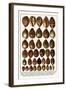 Tiger Cowries, Map Cowries, Atlantic Deer Cowries, Egg Cowries, Mole Cowries, Humback Cowries, etc.-Albertus Seba-Framed Art Print