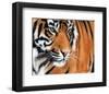 Tiger Crop-Sarah Stribbling-Framed Art Print