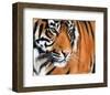 Tiger Crop-Sarah Stribbling-Framed Art Print