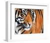 Tiger Crop-Sarah Stribbling-Framed Art Print