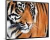 Tiger Crop-Sarah Stribbling-Mounted Art Print