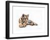 Tiger Cub Colour Pencil Drawing-Sarah Stribbling-Framed Art Print