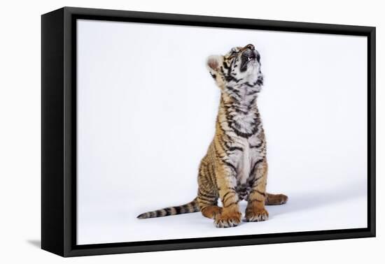 Tiger Cub (Panthera Tigris) Looking Up, against White Background-Martin Harvey-Framed Stretched Canvas