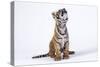 Tiger Cub (Panthera Tigris) Looking Up, against White Background-Martin Harvey-Stretched Canvas