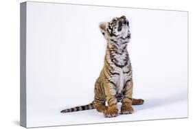 Tiger Cub (Panthera Tigris) Looking Up, against White Background-Martin Harvey-Stretched Canvas