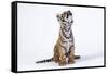 Tiger Cub (Panthera Tigris) Looking Up, against White Background-Martin Harvey-Framed Stretched Canvas