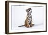 Tiger Cub (Panthera Tigris) Looking Up, against White Background-Martin Harvey-Framed Photographic Print