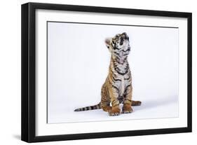 Tiger Cub (Panthera Tigris) Looking Up, against White Background-Martin Harvey-Framed Photographic Print