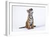 Tiger Cub (Panthera Tigris) Looking Up, against White Background-Martin Harvey-Framed Photographic Print