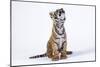 Tiger Cub (Panthera Tigris) Looking Up, against White Background-Martin Harvey-Mounted Photographic Print
