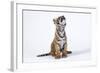 Tiger Cub (Panthera Tigris) Looking Up, against White Background-Martin Harvey-Framed Photographic Print