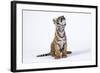 Tiger Cub (Panthera Tigris) Looking Up, against White Background-Martin Harvey-Framed Photographic Print