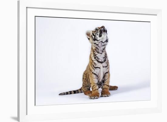 Tiger Cub (Panthera Tigris) Looking Up, against White Background-Martin Harvey-Framed Photographic Print