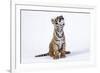 Tiger Cub (Panthera Tigris) Looking Up, against White Background-Martin Harvey-Framed Photographic Print