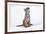 Tiger Cub (Panthera Tigris) Looking Up, against White Background-Martin Harvey-Framed Photographic Print