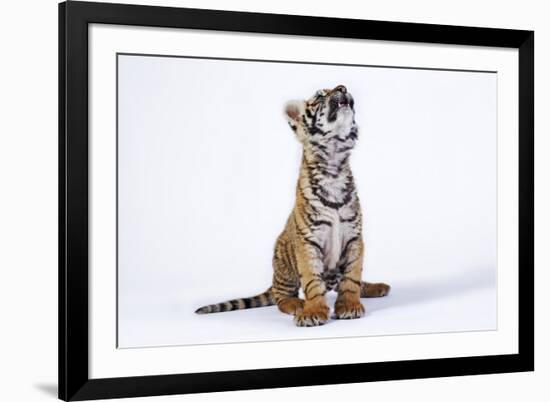 Tiger Cub (Panthera Tigris) Looking Up, against White Background-Martin Harvey-Framed Photographic Print