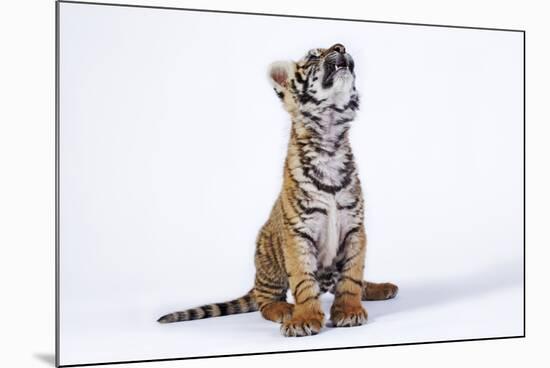 Tiger Cub (Panthera Tigris) Looking Up, against White Background-Martin Harvey-Mounted Photographic Print