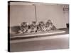 Tiger Cub Quadruplets at Bronx Zoo-null-Stretched Canvas