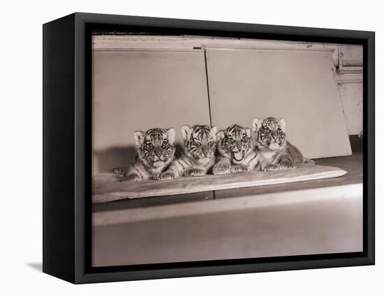 Tiger Cub Quadruplets at Bronx Zoo-null-Framed Stretched Canvas