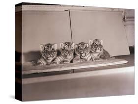 Tiger Cub Quadruplets at Bronx Zoo-null-Stretched Canvas