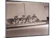 Tiger Cub Quadruplets at Bronx Zoo-null-Mounted Photographic Print