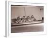 Tiger Cub Quadruplets at Bronx Zoo-null-Framed Photographic Print