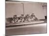 Tiger Cub Quadruplets at Bronx Zoo-null-Mounted Photographic Print