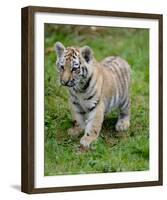 Tiger Cub Ready to Play Full Bleed-Martin Fowkes-Framed Giclee Print
