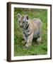 Tiger Cub Ready to Play Full Bleed-Martin Fowkes-Framed Giclee Print